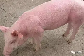 猪皮肤发红、发黄、发白，因为“它”来了！图片
