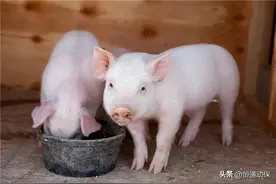 母猪不食该怎么办？你知道为什么吗？图片