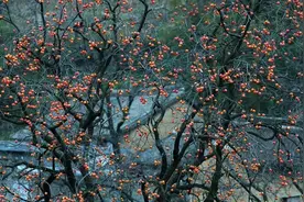 门前种好树，子孙一直富！7种吉利树，种一棵好处多，别错过图片