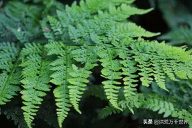 这些常见的蕨类植物，你不一定叫得出名字图片