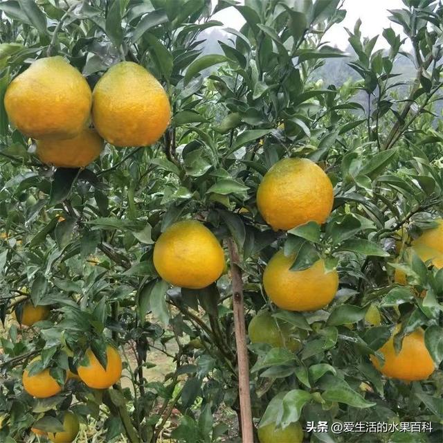 日本阿密哒柑橘：介绍、种植前景和注意事项