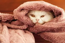 选购毯子、四件套面料写着法兰绒、珊瑚绒、天鹅绒都是什么意思？图片