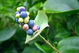 农村路边一种植物酸甜味，人们称之为“蛇不过”，大家是否认识图片