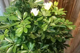 养鸭脚木，做好3点，长的旺盛，株型健壮，叶片翠绿有光泽！图片