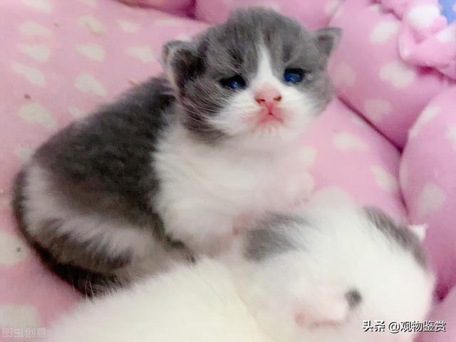 小奶猫快不行的表现，快不行时如何处理，喂养小奶猫注意事项