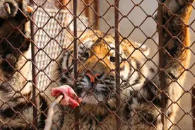 为何动物园不给老虎喂猪肉，吃猪肉有何危害？老虎尸体怎么处理？图片