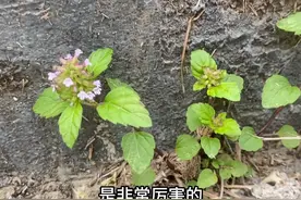 门前生长了一株“痔疮草”，很多人不认识，拍给大家看看图片