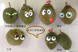 越南主要榴莲品种推荐，你想吃到哪几款？图片