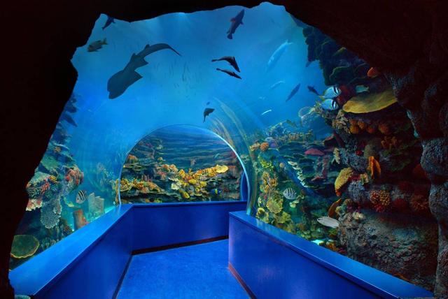 沙迦水族馆+海事博物馆 | 奇幻海洋宝藏，带娃党的福音