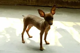 小鹿犬皮肤病怎么治？需要打针不？不打针可以不？图片