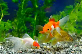 养金鱼的水要加盐吗图片