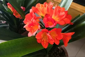 养好君子兰，需要“2种肥”，没有的赶紧“备上”，秋季会用到图片