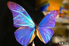 雨水为啥打不湿蝴蝶翅膀？解密后科学家做出世上最防水的材料图片