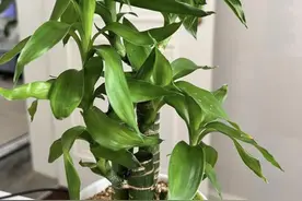 “家有5竹，富贵一生”，养1棵青翠欲滴，象征大吉大利，还镇宅图片