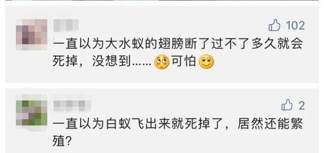 下雨前好多虫子怎么办