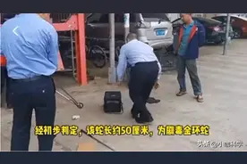 3厘米粗！西双版纳男子车内发现金环蛇，它和银环蛇有何区别？图片