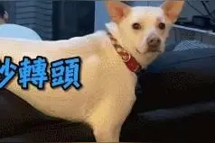 原创实话告诉你！遛弯时狗狗总回头，真不是怕你走丢图片