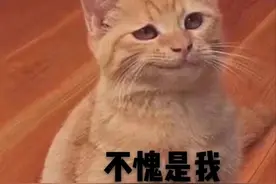 小心！春季公猫发情的4种表现，你hold不住图片