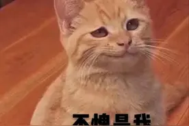 小心！春季公猫发情的4种表现，你hold不住图片