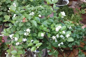 男人喜欢养花说明了什么？图片