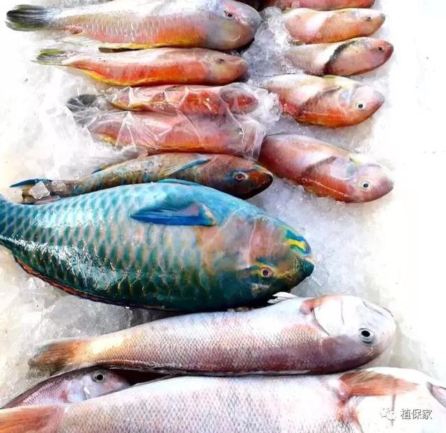 鱼蛋白假货多！鱼蛋白鱼龙混杂、价格差别大！教你轻松识货不走眼