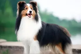 “边牧”和“喜乐蒂”哪个好？6大方面大PK，看完你选谁？图片