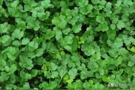 秋香菜什么时间播种？怎么种植出苗快、出苗齐、长势旺？图片