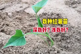 红薯苗怎么栽？深栽好还是浅栽好？掌握栽种技巧！红薯又大又高产图片