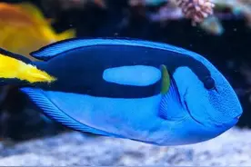 鱼的临终独白图片