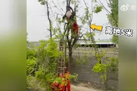 河南焦作：男子摘槐花一脚踩空倒挂树上图片