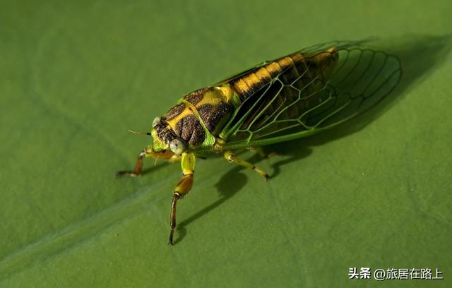 知了在声声叫着夏天，我们来蝉中说蝉，聊聊关于蝉的冷知识