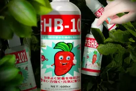 养花快养死了怎么办？园艺师教你，用HB101，就能把它拯救回来图片