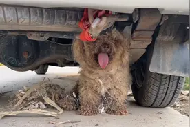 被网缠住，还被孩子打的流浪比熊犬，因为饱受伤害，变得格外胆小图片