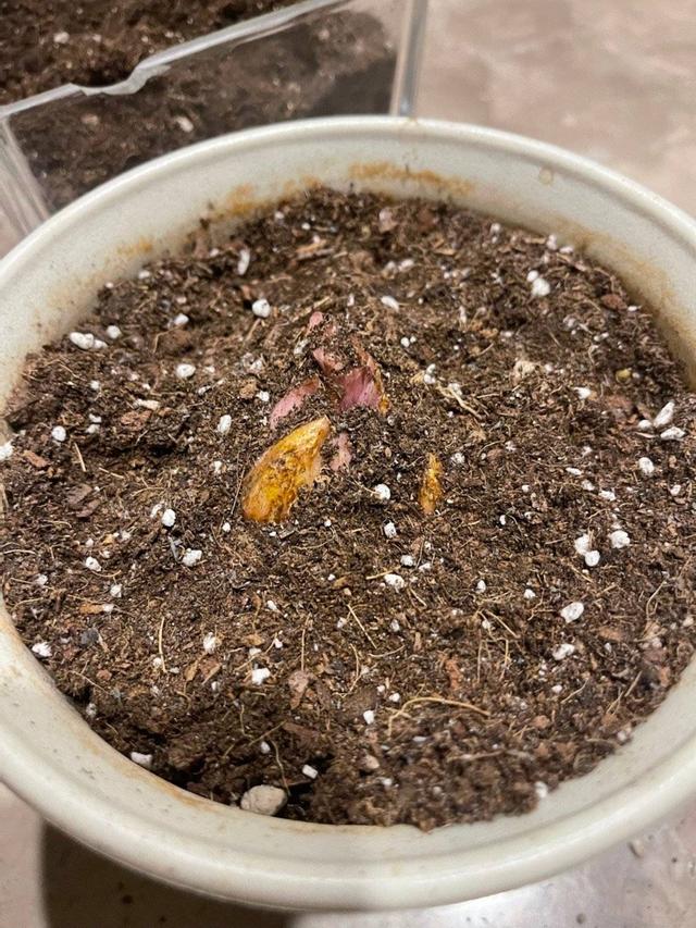 百合花开花后别扔掉，这样处理一下，花朵又大又惊艳，年年开花