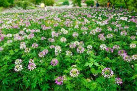 再难过的坎，熬过去就是重生图片