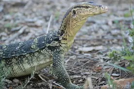 大蜥蜴！“五爪金龙”现身云南景洪，藏身于村民家中被发现图片