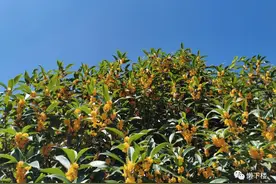 【桐乡】那些古代的市长，在桐乡都做了什么？图片