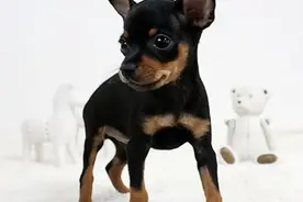 纯种小鹿犬价格多少钱一只？小鹿犬和吉娃娃的区别？图片