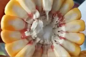 活杆成熟，抗锈耐热，大穗高产，13省市区推广，中科玉505真优秀图片