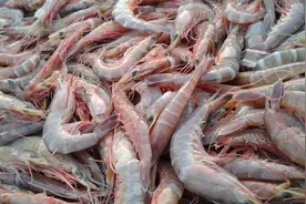 “吃虾赛砒霜”，虾吃多了，不仅有毒还致癌？不敢吃虾的建议看看图片