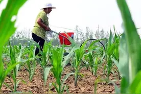 老方法施磷肥，80%都吸收不了，不心疼？试试新方法，省钱吸收好图片