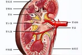肾结核的危害、诊断和治疗、一种常被忽视的慢性病。图片