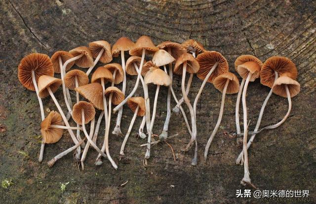 全世界最毒的十种蘑菇，中国最毒的蘑菇致命白毒伞上榜