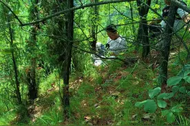 秦岭山上隐藏的猎人，专门对付山民厌恶的野猪图片