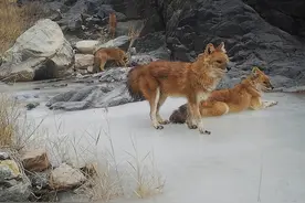 甘肃发现豺、狼、豹等动物，自然环境一路向好图片