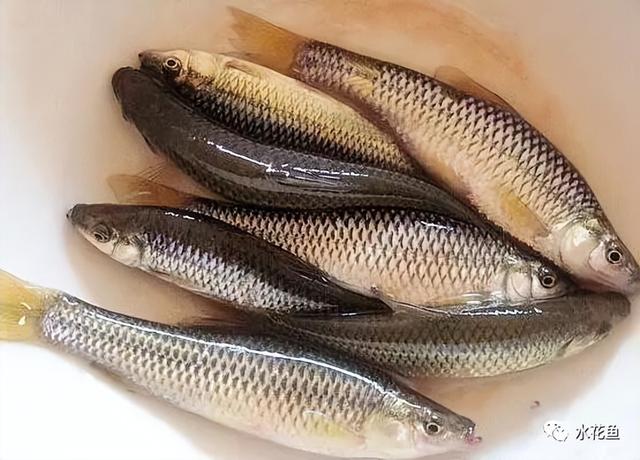 饵料系数与饲料投喂的关系：降低成本增加效益，在于降低饲料系数