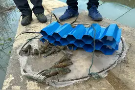 进阶版小龙虾来了：大棚养澳龙高效绘蓝图图片