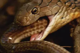 体重100多斤？比人大腿还粗！眼镜王蛇真能长这么大吗？图片