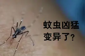 太原最近出现“黑白斑马蚊”！咬人又凶又毒，这蚊子“变异”了？图片