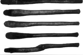 人类没有阴茎骨，究竟是何原因？属于进化还是退化？图片